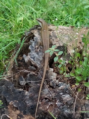 Eutropis multifasciata