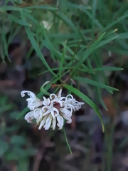 Grevillea sericea