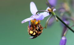 Mellitidia tomentifera