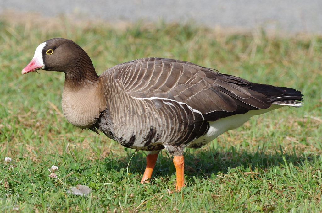 Lesser White-Fronted Goose