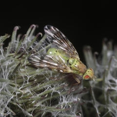 Terellia tussilaginis