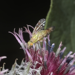 Terellia tussilaginis