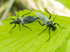 Bibio albipennis