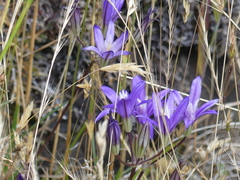 Brodiaea rosea rosea