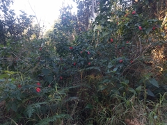 Malvaviscus penduliflorus