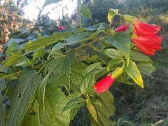 Malvaviscus penduliflorus