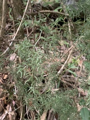 Asparagus ramosissimus