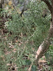 Asparagus ramosissimus