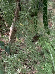 Asparagus ramosissimus