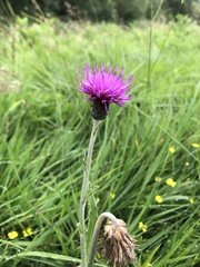 Cirsium dissectum