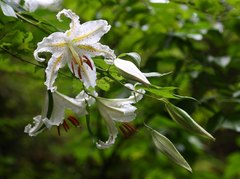 Lilium auratum