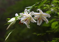 Lilium auratum
