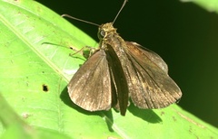 Iambrix salsala salsala