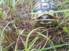 Testudo hermanni