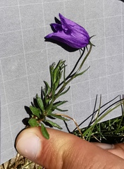 Campanula excisa