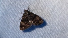 Metalectra richardsi