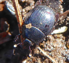 Histeridae
