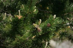 Carduelis citrinella