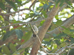 Chlorostilbon mellisugus