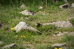 Carduelis citrinella