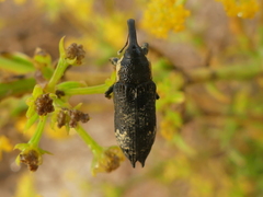 Lixus cylindrus