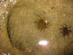 Isactinia olivacea