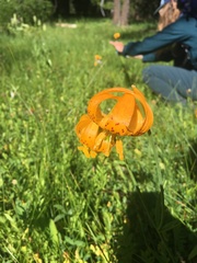 Lilium pardalinum wigginsii