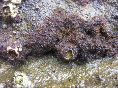 Capreolia implexa