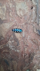 Buprestis octoguttata