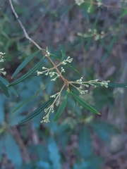 Logania albiflora