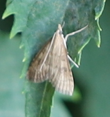 Udea fulvalis