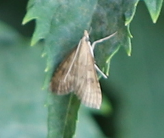 Udea fulvalis