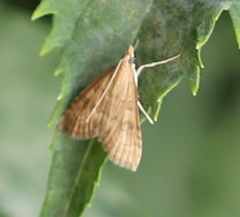 Udea fulvalis