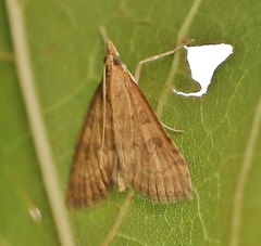 Udea fulvalis