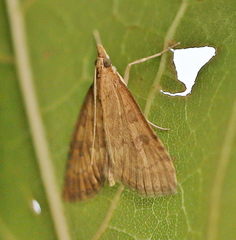 Udea fulvalis