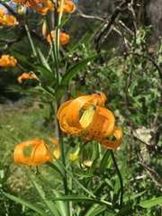 Lilium pardalinum wigginsii