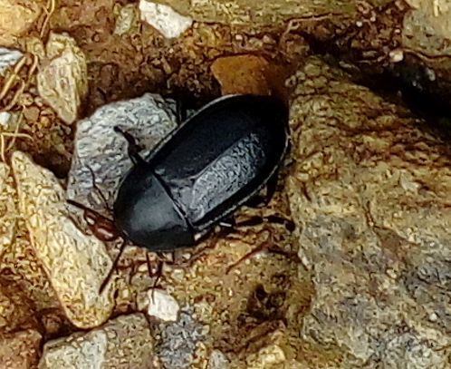 Silpha tyrolensis