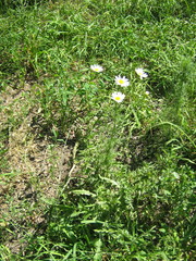 Tripleurospermum inodorum