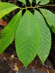 Image of Fusispermum laxiflorum
