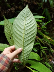 Fusispermum laxiflorum