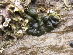 Codium convolutum