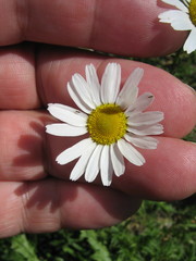 Tripleurospermum inodorum