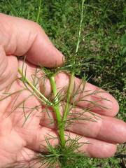 Tripleurospermum inodorum