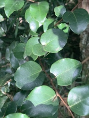 Scolopia mundii