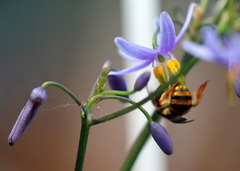 Mellitidia tomentifera