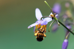 Mellitidia tomentifera