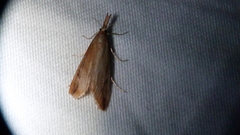 Donacaula