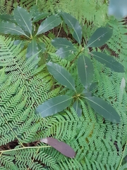 Pittosporum undulatum