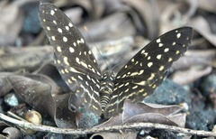 Lexias pardalis dirteana