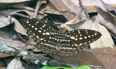 Lexias pardalis dirteana